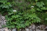 genus Heracleum. Цветущие растения. Грузия, Имеретия, окр. водопада Кинчха, подножие лугового склона, каменистый берег реки. 15.06.2023.