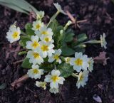 Primula vulgaris. Цветущее растение. Ростовская обл., г. Донецк, клумба. 09.04.2024.