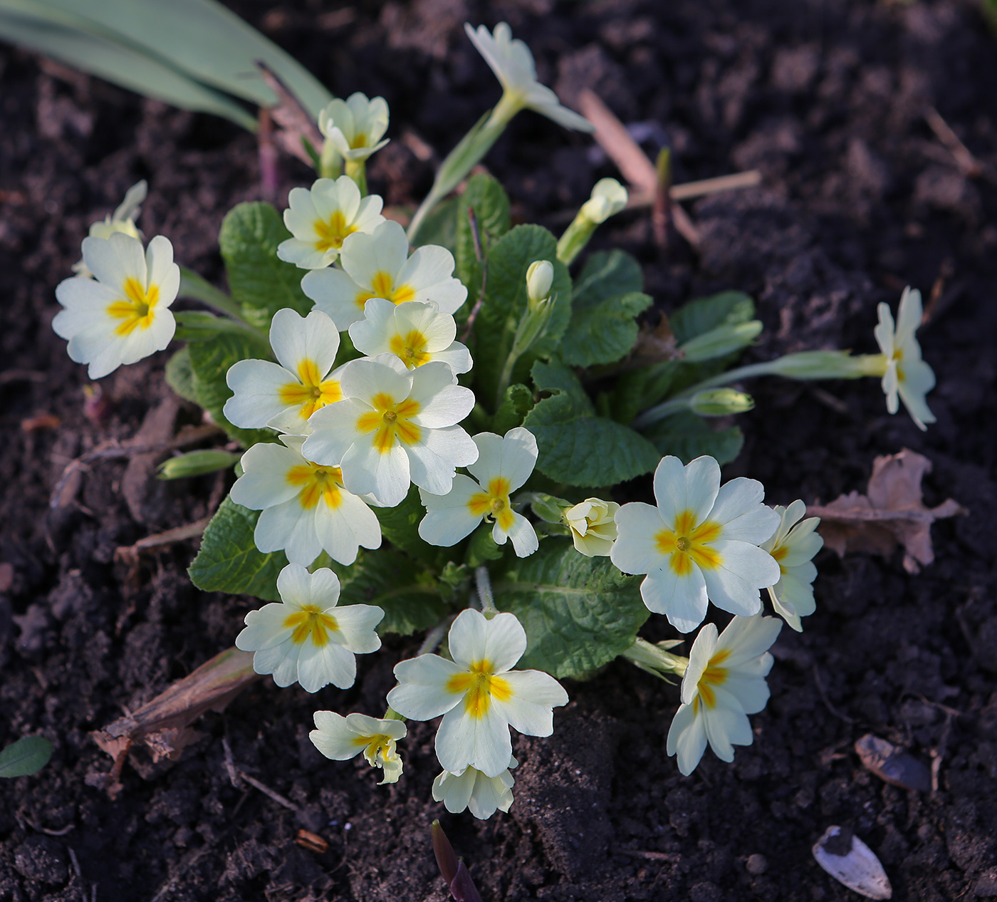 Image of Primula vulgaris specimen.