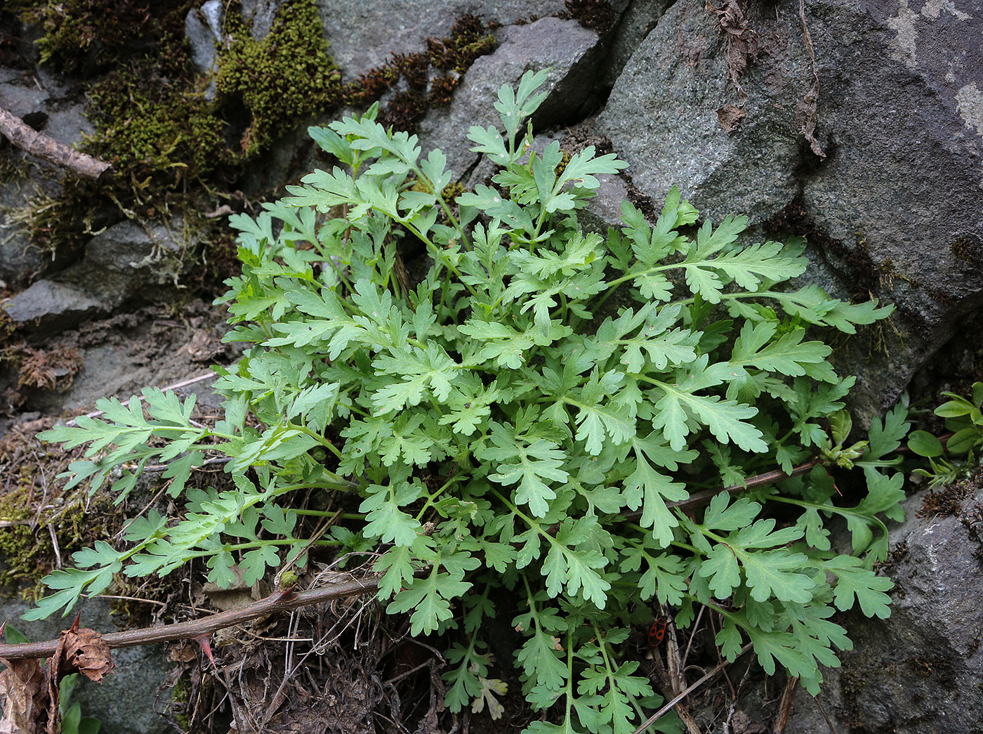 Изображение особи семейство Asteraceae.