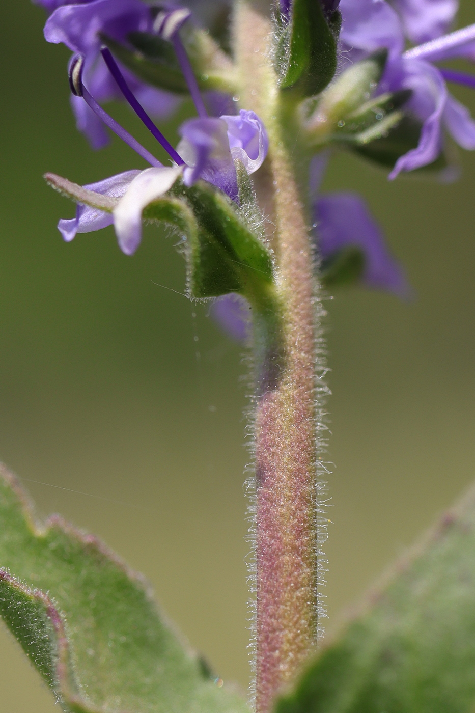 Image of Veronica steppacea specimen.