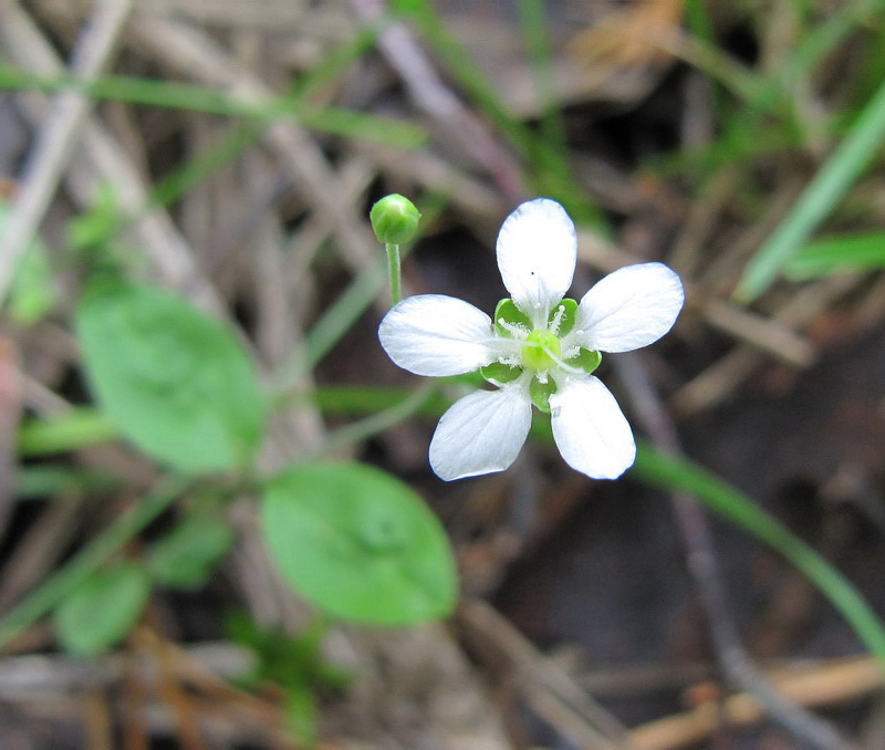 Image of Moehringia lateriflora specimen.