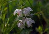 Lamium album. Соцветие. Московская обл., Раменский р-н, окр. дер. Хрипань, садовый участок. 02.06.2024.