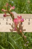Onobrychis inermis