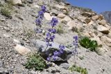 Delphinium brunonianum