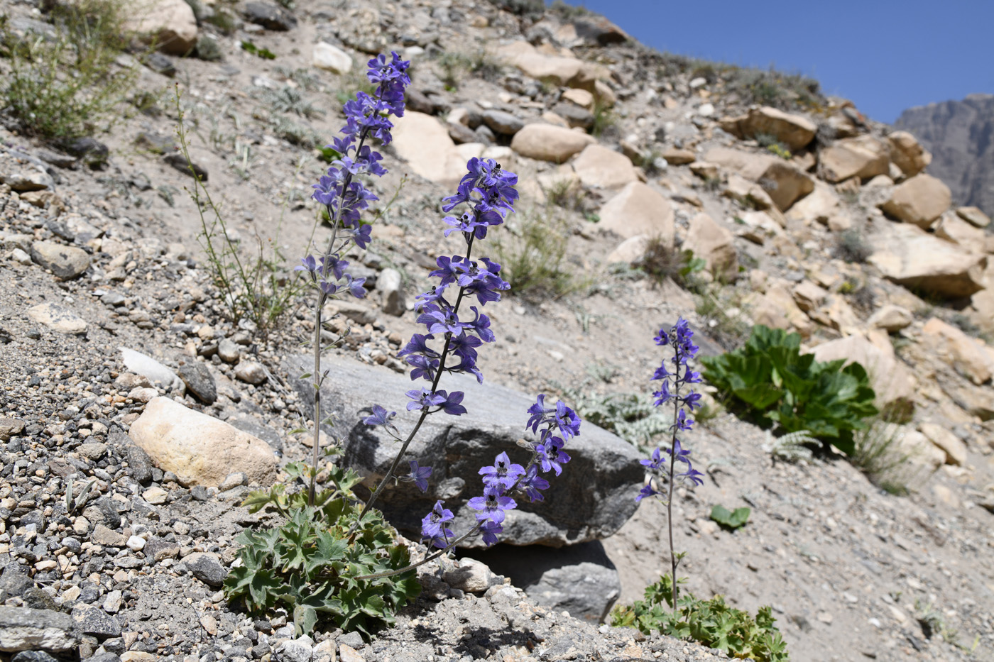 Изображение особи Delphinium brunonianum.