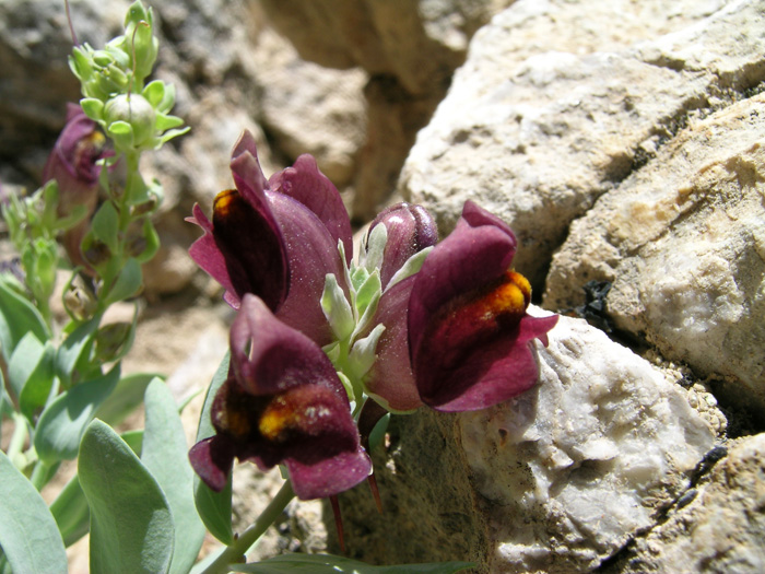 Image of Linaria kokanica specimen.