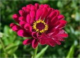 Zinnia elegans