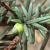 Taxus cuspidata