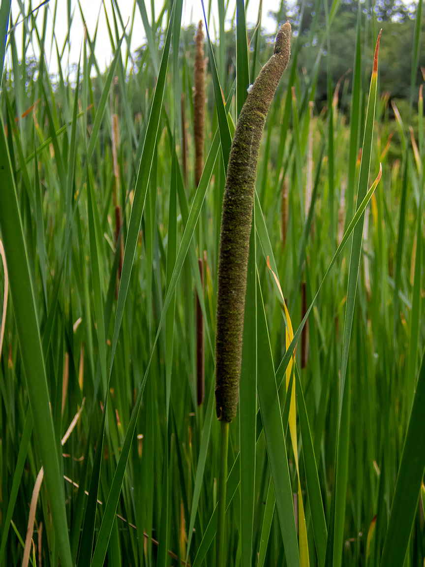 Image of Typha angustifolia specimen.