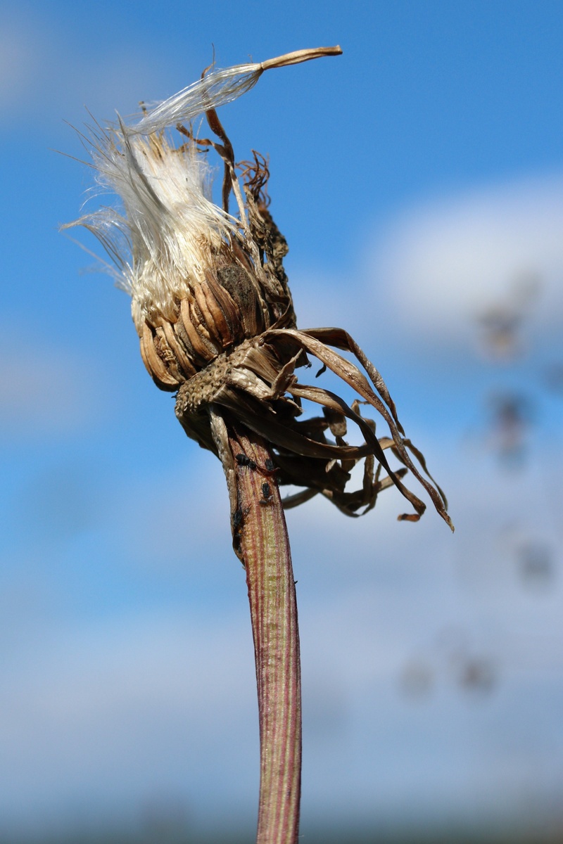 Image of Scorzonera humilis specimen.