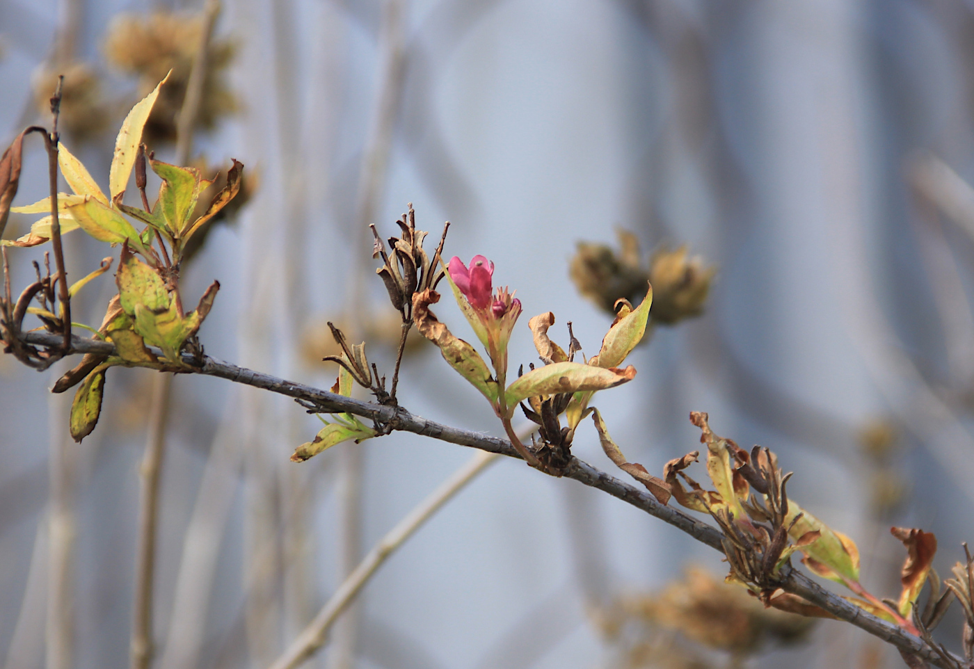 Image of Weigela florida specimen.