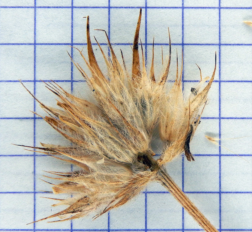 Image of Psoralea bituminosa ssp. pontica specimen.