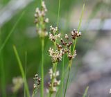 Juncus compressus
