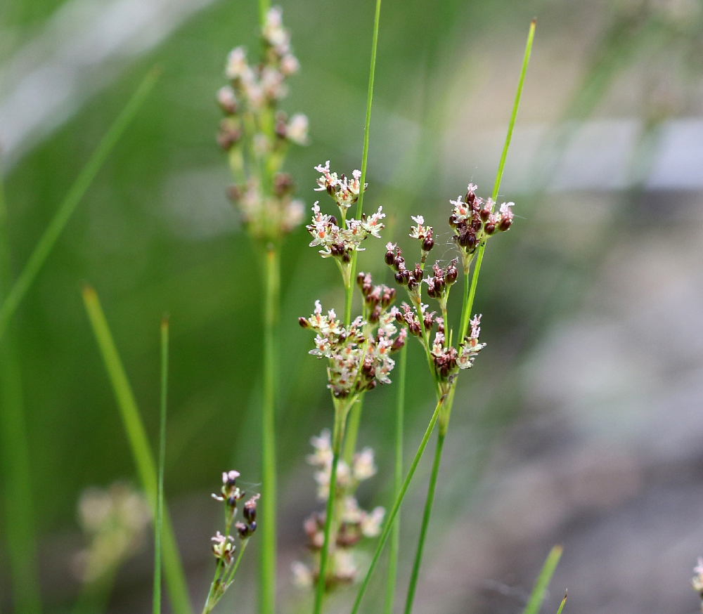 Изображение особи Juncus compressus.