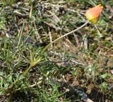 Anemone petiolulosa