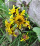 Ligularia sibirica. Соцветие. Коми, Интинский р-н, Приполярный Урал, пос. Желанный, долина р. Балбанью, техногенная площадка . 12.07.2010.