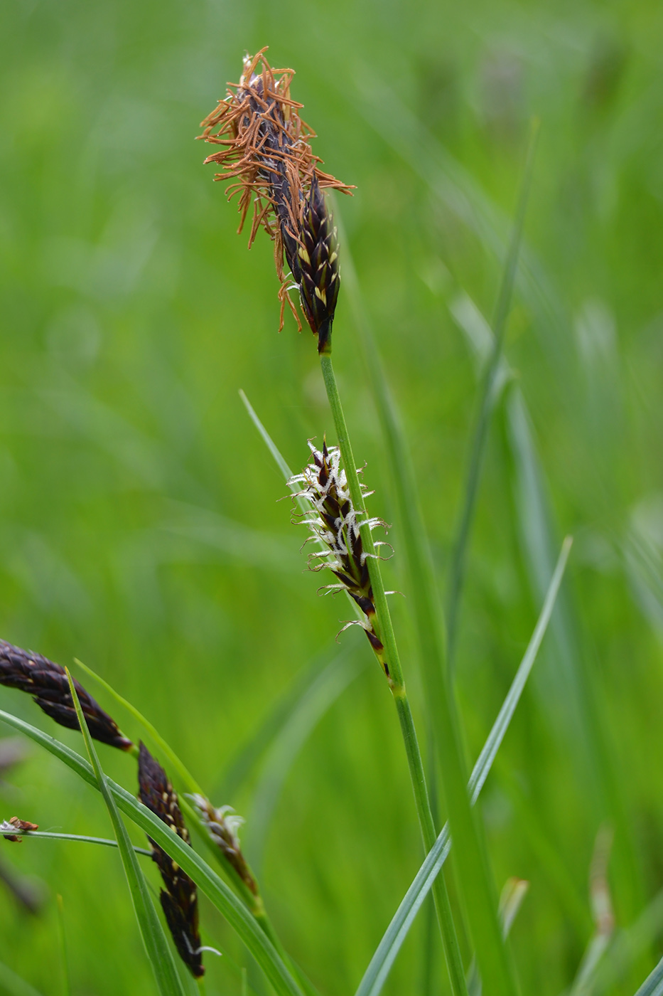 Image of Carex nigra specimen.