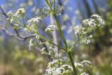 Galium lucidum. Часть веточки с соцветиями. Испания, Каталония, пров. Жирона, комарка Баш Эмпорда, муниципалитет Калонже, пустырь на отвалах грунта от расширения дороги. 17.05.2025.
