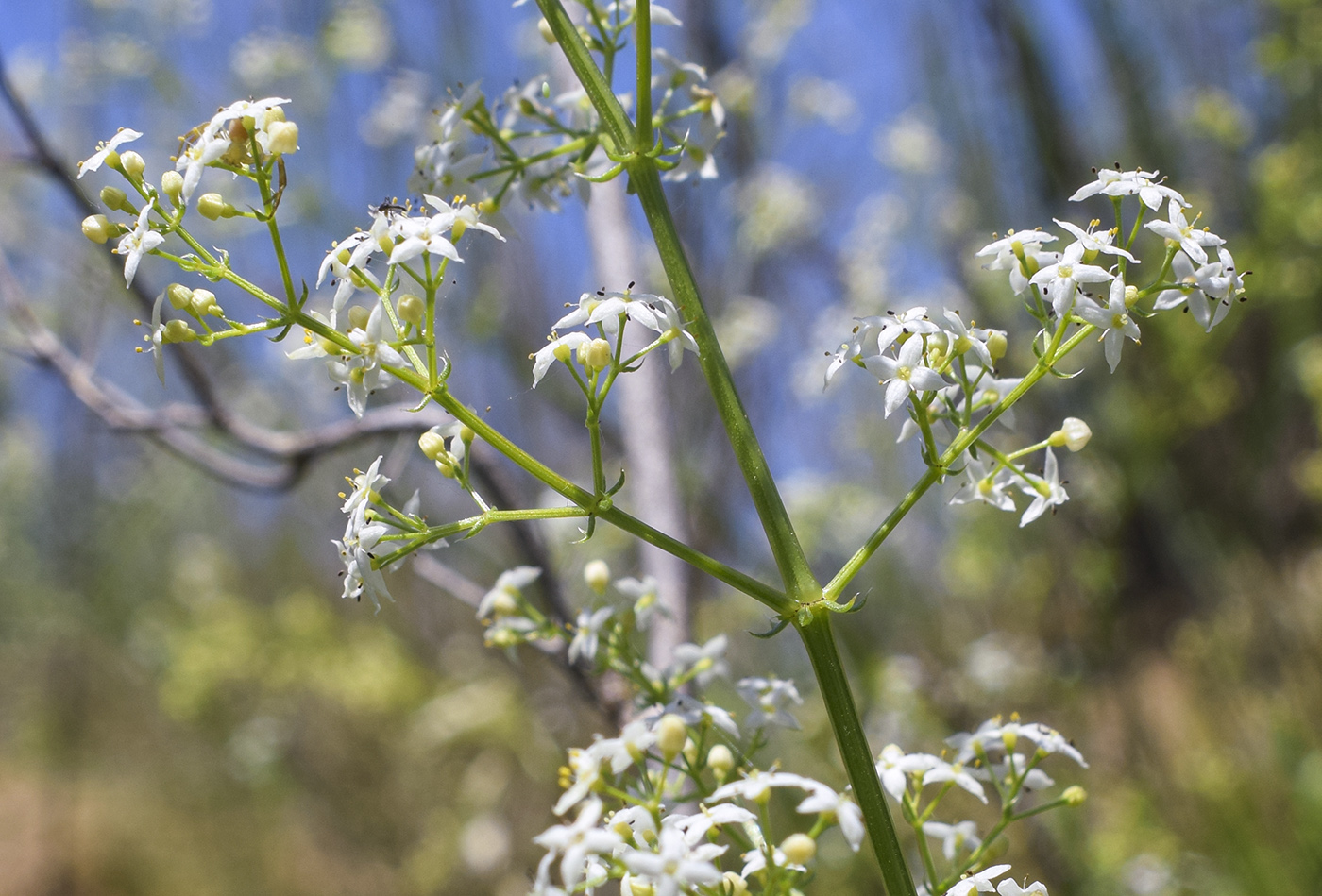 Image of Galium lucidum specimen.