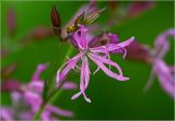 Coccyganthe flos-cuculi. Соцветие с бутонами и цветками. Московская обл., Раменский р-н, окр. дер. Хрипань, садовый участок. 03.06.2025.