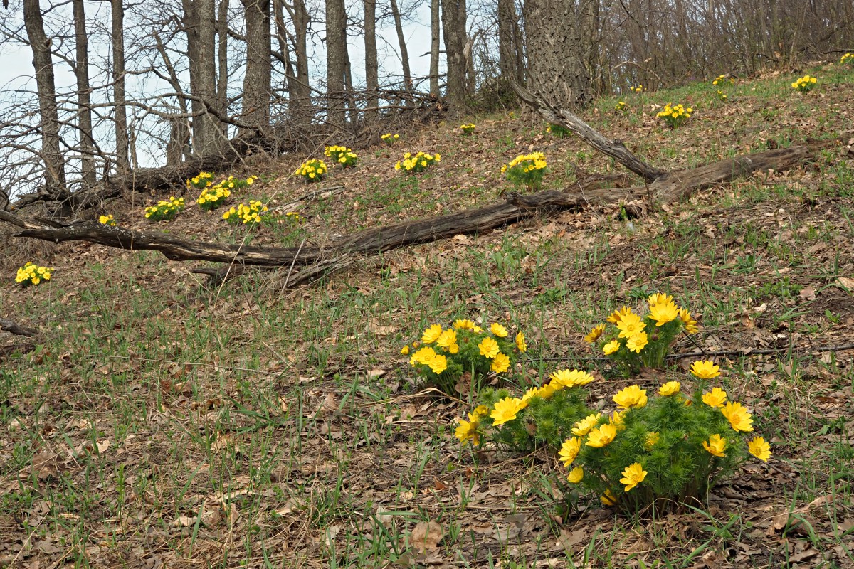 Изображение особи Adonis vernalis.
