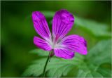 Geranium palustre. Цветок. Московская обл., Раменский р-н, окр. ж.-д. платформы Хрипань, просека в смешанном лесу. 23.06.2025.