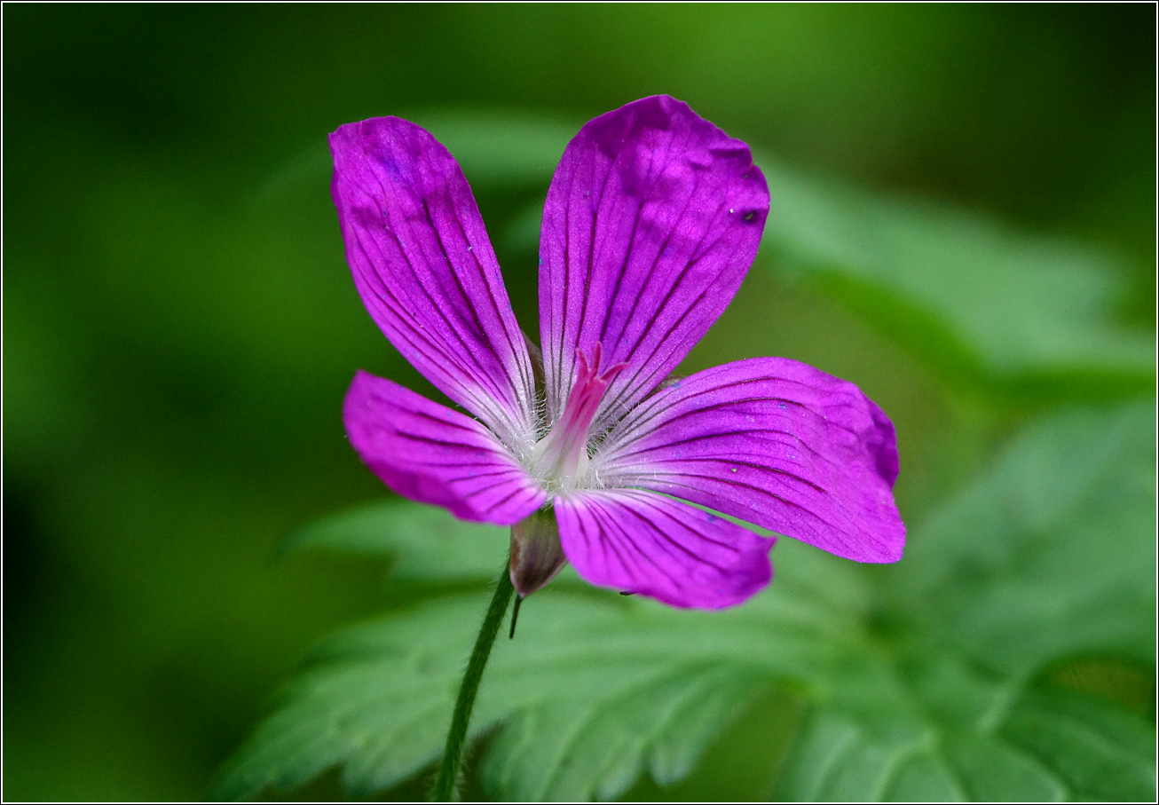 Изображение особи Geranium palustre.