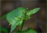 Scrophularia nodosa