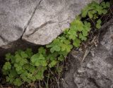 Oxalis corniculata. Растения в начале цветения. Абхазия, окр. г. Новый Афон, вершина Иверской горы, подпорная крепостная стена. 12.06.2025.