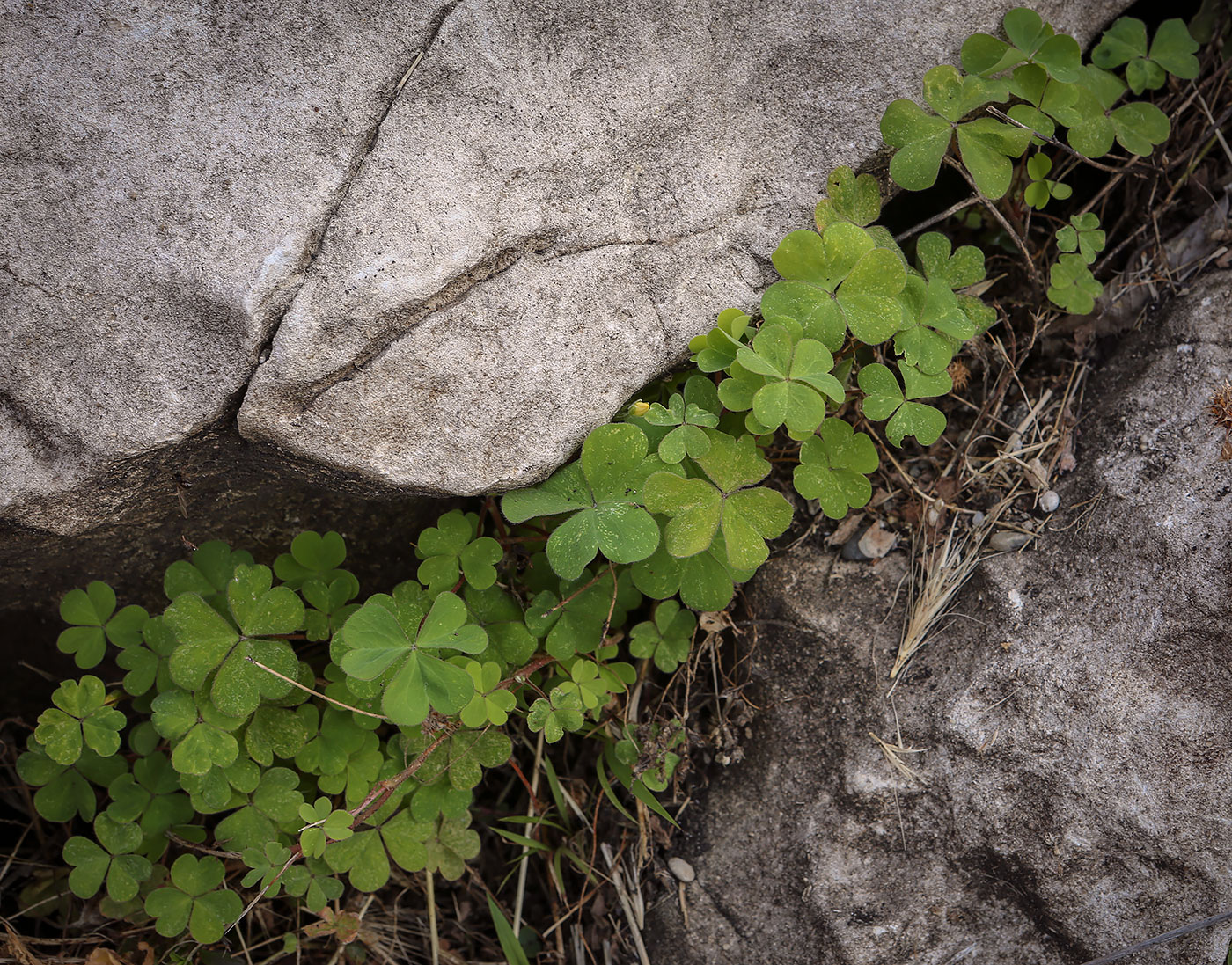 Изображение особи Oxalis corniculata.