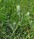 genus Podospermum. Верхушка расцветающего растения. Крым, Симферополь, Петровские скалы. 15 мая 2010 г.