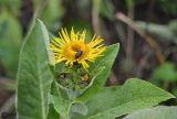 Inula helenium. Верхушка побега с соцветиями и листья. ЛНР, Славяносербский р-н, с. Хорошее, сортоиспытательная опытная станция, участок лекарственных растений. 26.06.2025.
