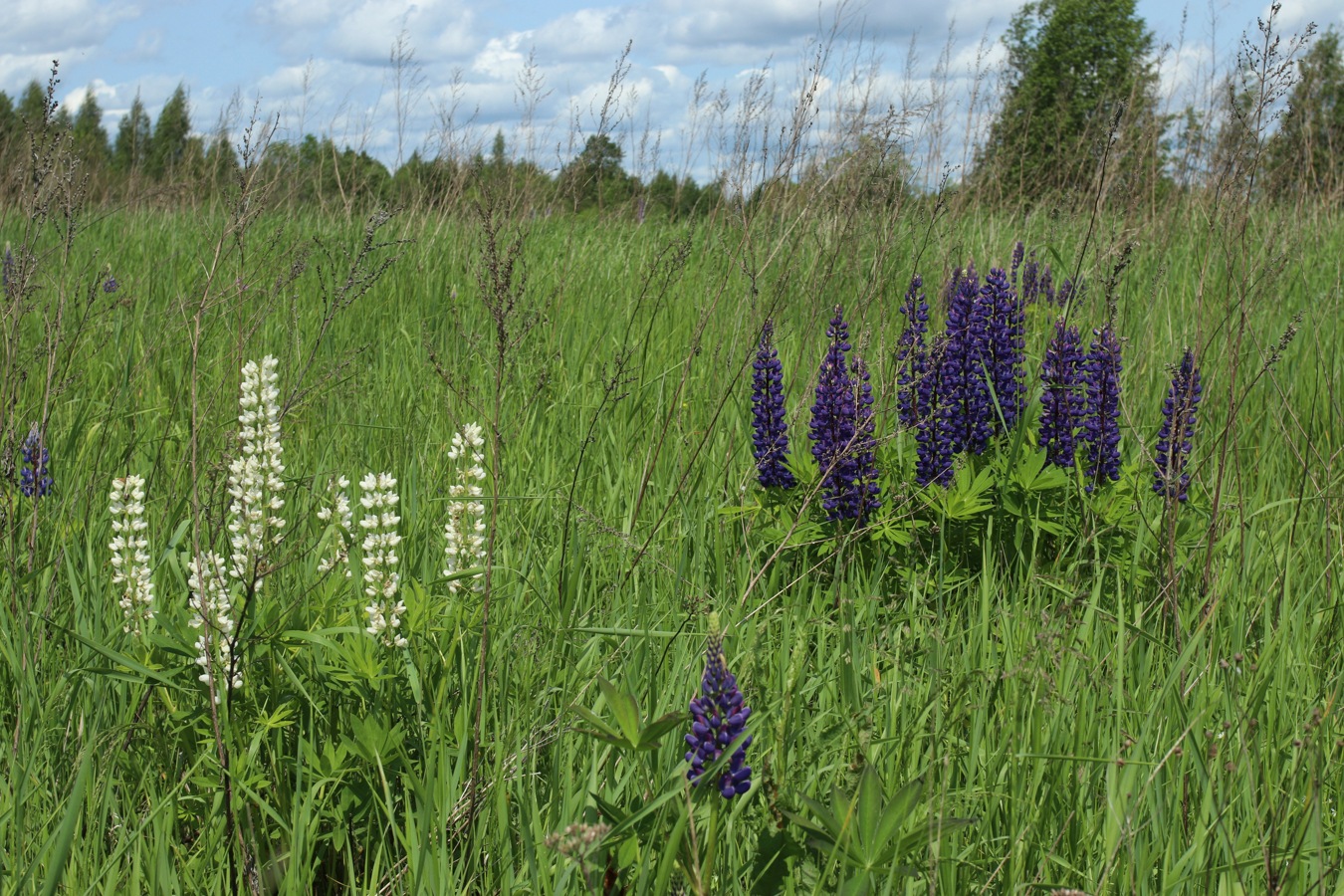 Изображение особи Lupinus polyphyllus.