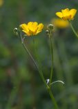 Смотреть изображение Ranunculus acris