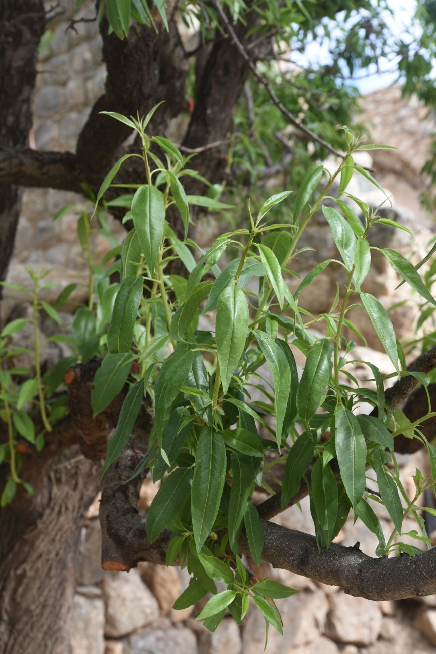 Изображение особи Amygdalus communis.