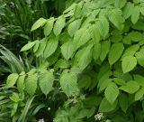 Aruncus dioicus. Листья. Псковская обл., г. Великие Луки, палисадник. 12.06.2025.