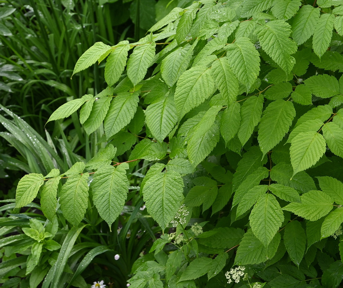 Image of Aruncus dioicus specimen.