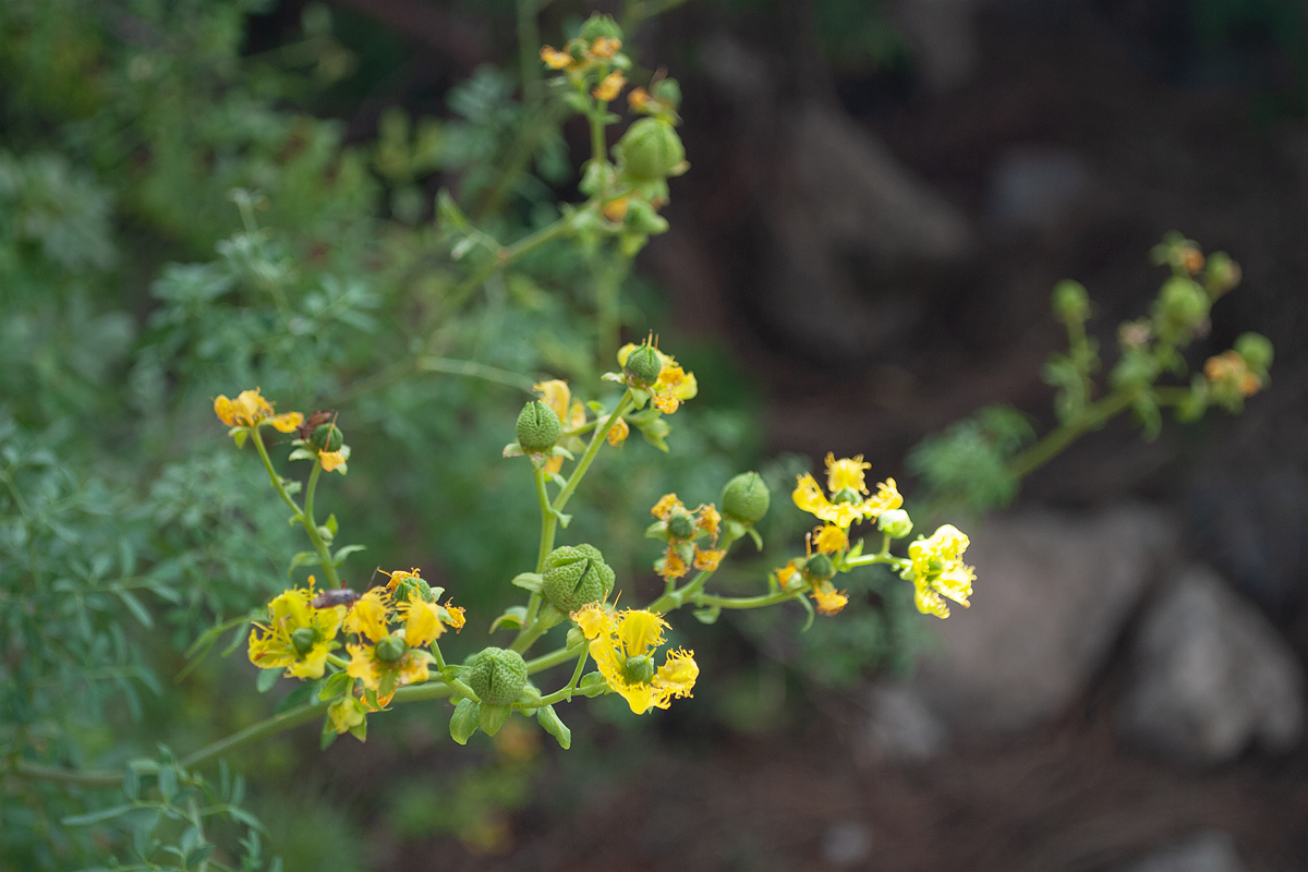 Изображение особи Ruta chalepensis.