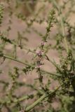 Salsola tragus. Верхушка ветви плодоносящего растения. Кыргызстан, Баткенская обл., Лейлекский р-н, 12 км западнее пос. Самаркандык, пестроцветные глины, 1400 м н.у.м., сухое русло. 28.09.2025.