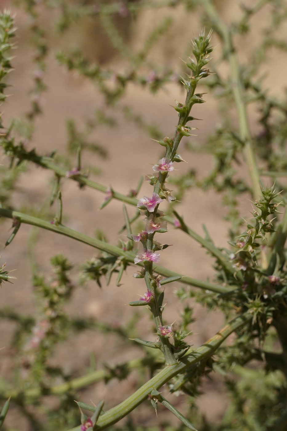 Image of Salsola tragus specimen.