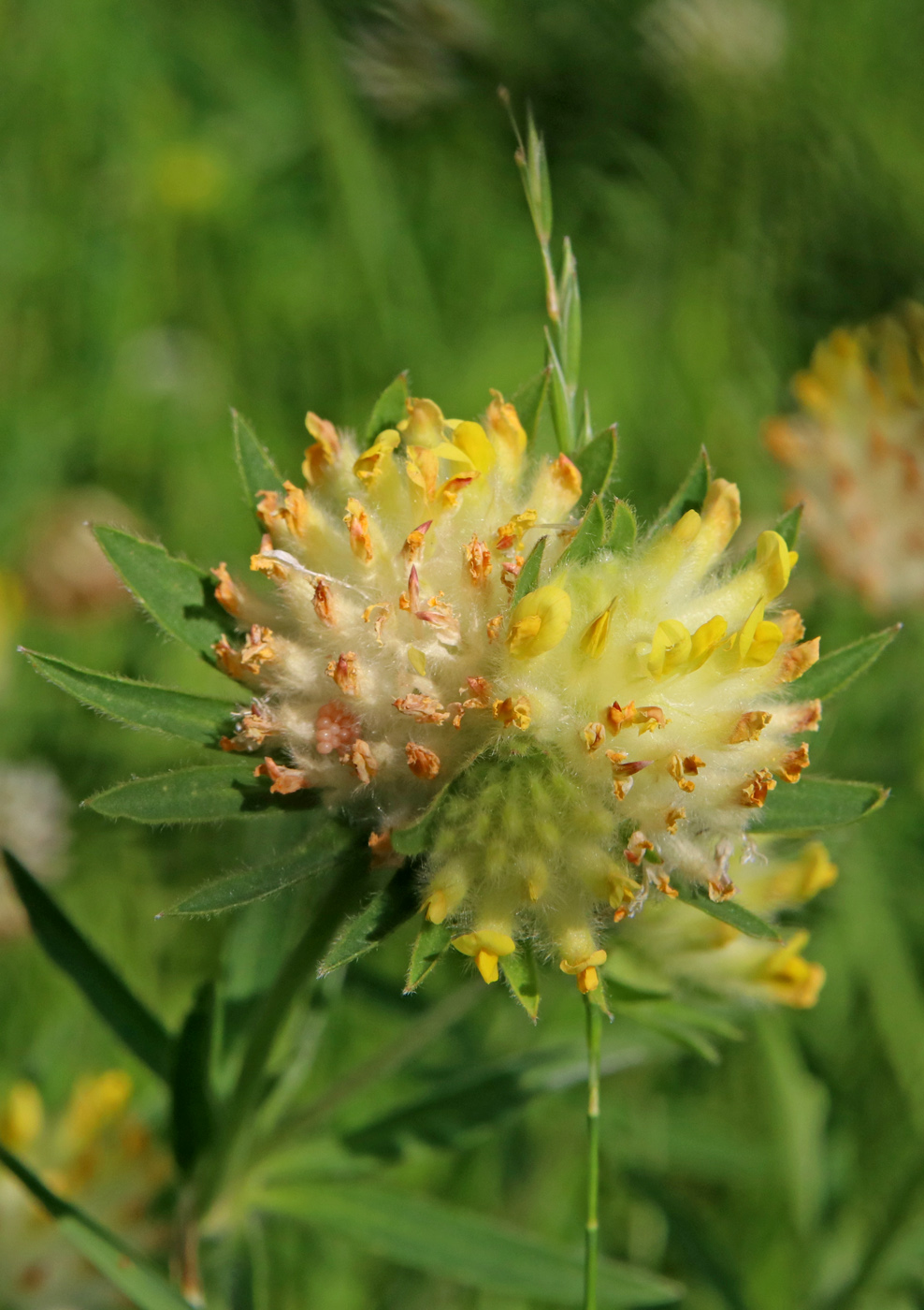 Изображение особи Anthyllis vulneraria.