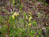 Ophrys fusca