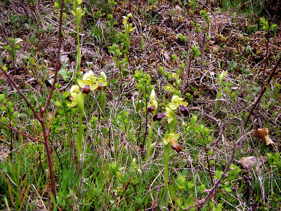 Изображение особи Ophrys fusca.