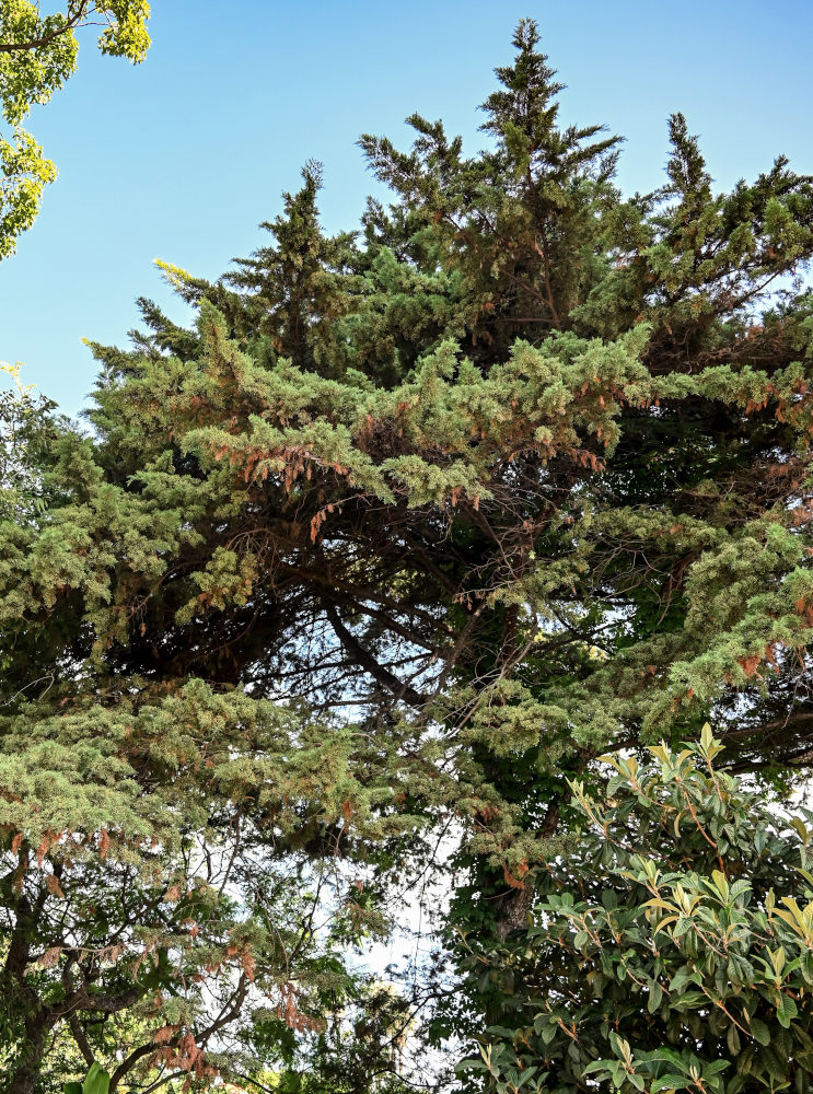 Image of Cupressus lusitanica specimen.