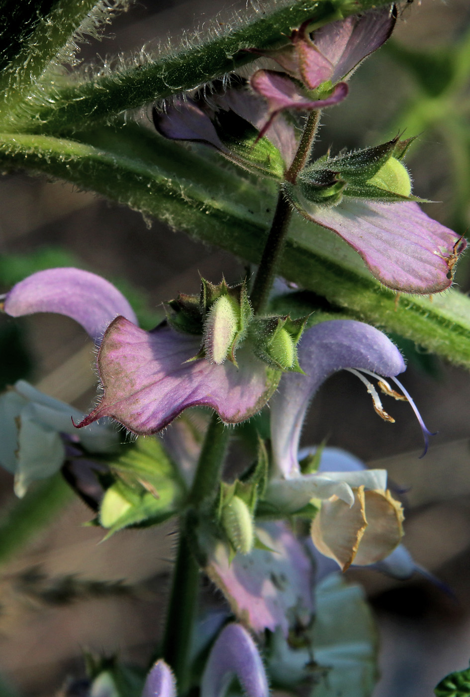 Image of Salvia sclarea specimen.