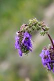 Salvia nutans. Верхушка побега с цветками и завязавшимися плодами. Белгородская обл., Ракитянский р-н, Венгеровское сельское поселение, хут. Донцов; дол. р. Пена, вершина крутого склона южной экспозиции. 5 июня 2022 г.