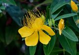 Hypericum monogynum. Цветок. Китай, г. Шанхай, в культуре. 25.05.2025.