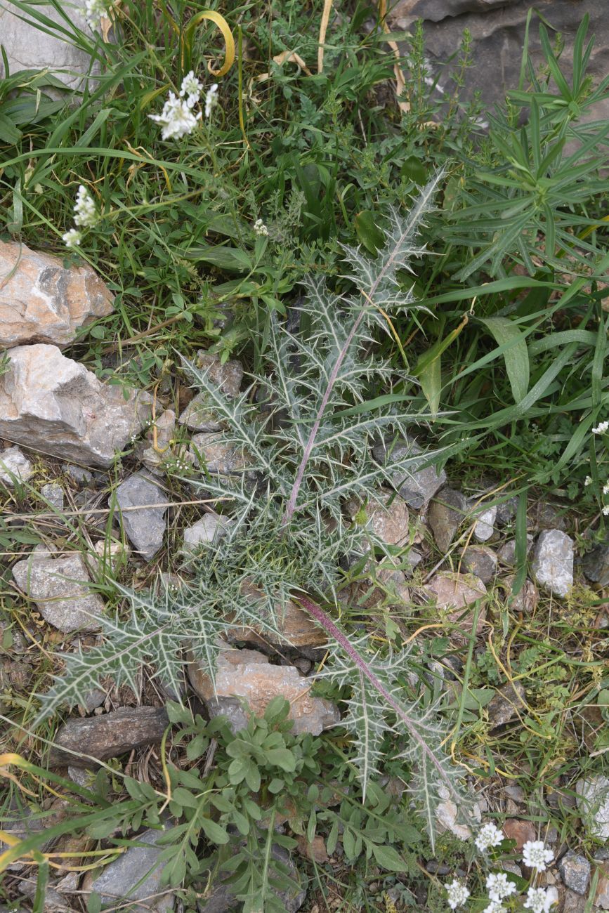 Изображение особи семейство Asteraceae.