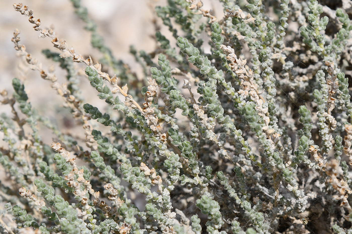 Изображение особи Salsola gemmascens.
